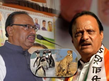 bjp chandrashekhar bawankule replied ncp ajit pawar criticism over vedanta foxconn project and cheetah in india | Maharashtra Politics: “पेंग्विन आणल्याने विकास होतो का?”; चंद्रशेखर बावनकुळेंचा अजित पवारांना रोकडा सवाल