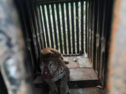 The invading leopard was finally captured; The success of the forest department staff | हल्लेखोर बिबट्या अखेर जेरबंद; नागरिकांनी सोडला सुटकेचा नि:श्वास