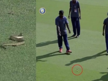 the snake that entered the cricket ground during Mumbai and Karnataka ranji match ... | बाप रे बाप, मैदानात घुसला साप...