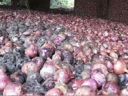 Due to unseasonal rain, onion farmers suffered huge losses in maharashtra | कांदा उत्पादकांवर ओढवले अस्मानी व सुलतानी संकट