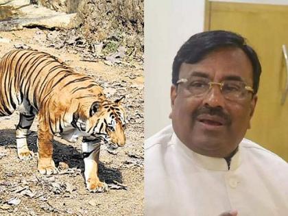 Maharashtra's tiger population around 400 in 2023, performance of state forest department led by Sudhir Mungantiwar | व्याघ्र व्यवस्थापनात महाराष्ट्राचीच डरकाळी; मुनगंटीवार यांच्या नेतृत्वात राज्याच्या वनखात्याची कामगिरी