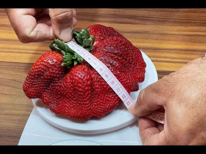 strawberry beautiful princess costs 29 thousand rupees per piece | जगातली सगळ्यात महाग स्ट्रॉबेरी, एका फळाची किंमत 29 हजार रूपये; कारण...