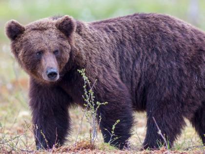 Sloth bear Attack father-son duo, injures forest ranger in Chandrapur | Bear Attack: थरारक! जंगलात पाने तोडण्यासाठी गेलेल्या बाप-लेकावर अस्वलाचा हल्ला, उपचार सुरू Sloth bear Attack father-son duo, injures forest ranger in Chandrapur | Bear Attack: थरारक! जंगलात पाने तोडण्यासाठी गेलेल्या बाप-लेकावर अस्वलाचा हल्ला, उपचार सुरू