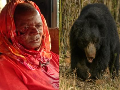 Elderly man seriously injured in bear attack in Parli | अस्वलाच्या हल्ल्यात सांडवलीतील वृद्ध गंभीर जखमी, परिसरात भितीचे वातावरण