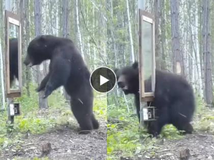 Viral Video Bear looked at himself in the mirror first startled then scared but then what he did next | Video: अस्वलाने आरशात स्वत:ला पाहिलं, आधी दचकला, मग घाबरला, पण नंतर जे केलं ते...