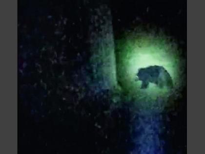 Bears roaming in Anhudkeshwar, | अन् हुडकेश्वरमध्ये भटकत आले अस्वल, नागरिकांमध्ये दहशत