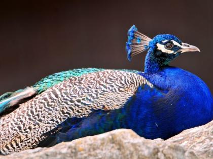 National Bird Day; Crisis over the existence of Peacocks in Tiger Capital | राष्ट्रीय पक्षीदिन; टायगर कॅपिटलमध्ये माेरांच्या अस्तित्वावर संकट 