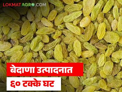 Latest News 60 percent Decline in Raisin Production What Are the Prices for Sulfur and Grapes | द्राक्षपंढरीत बेदाणा उद्योगाला घरघर; उत्पादनात 60 टक्के घट, गंधक आणि द्राक्षांचे दर कसे? Latest News 60 percent Decline in Raisin Production What Are the Prices for Sulfur and Grapes | द्राक्षपंढरीत बेदाणा उद्योगाला घरघर; उत्पादनात 60 टक्के घट, गंधक आणि द्राक्षांचे दर कसे?