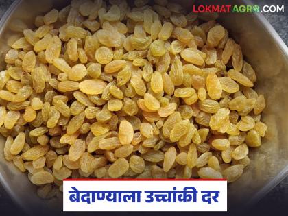 Prices of raisins in Sangli market rise due to reduced arrivals; Read how prices are being obtained? | सांगली बाजारात बेदाण्याची आवक घटल्यामुळे दरात तेजी; वाचा कसा मिळतोय दर? Prices of raisins in Sangli market rise due to reduced arrivals; Read how prices are being obtained? | सांगली बाजारात बेदाण्याची आवक घटल्यामुळे दरात तेजी; वाचा कसा मिळतोय दर?