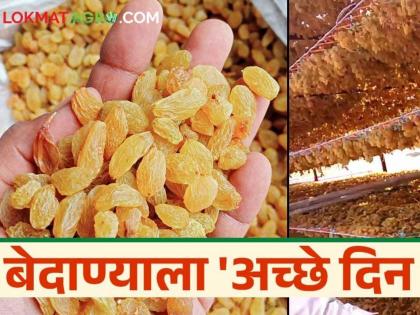 सांगलीत बेदाण्यास उच्चांकी ४७० भाव; बेदाणा उत्पादनात ३० ते ४० टक्के घट