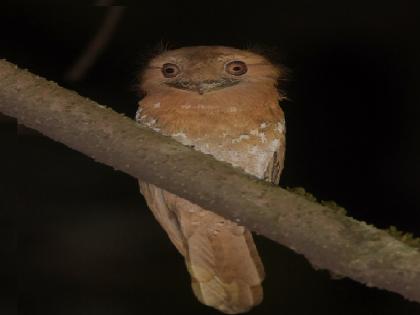 The habitat of the Sri Lankan Frog Mouth or Buduk Tundya is a bird of prey in the forest of Satara | साताऱ्यात आढळला दुर्मीळ बेडूक तोंड्या पक्षी