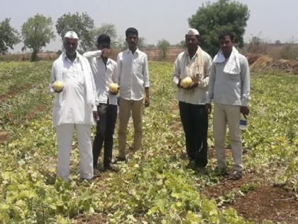 Generation of lacquer of Beed's farmer, blooming on melon fields on a hill | बीडच्या शेतकऱ्याची किमया, उजाड डोंगरावर खरबूज शेती फुलवून घेतले लाखाचे उत्पन्न