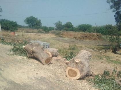 Precious tree trunk in rural areas of Majalgaon taluka; The smok of the gang using the machine | माजलगाव तालुक्याच्या ग्रामीण भागात बेसुमार वृक्षतोड; मशीनचा वापर करत टोळीचा धुमाकुळ