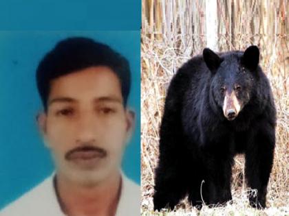 Youth critical in bear attack, Incident at Mangeli Talewadi Sindhudurg | Sindhudurg: अस्वलाच्या हल्ल्यात युवक गंभीर, मांगेली तळेवाडी येथील घटना