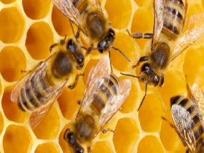 Bees terror in Borivali ; Message Viral on the Whatsapp App | बोरिवलीत मधमाश्यांच्या हल्ल्यात एकाचा मृत्यू