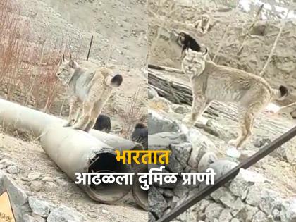 Rare animal suddenly appear on the mountains IFS officer shares video | VIDEO : डोंगरावर दिसून आला अनोखा प्राणी, बघून लोक झाले अवाक्