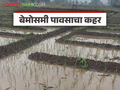 Latest News Agriculture News unseasonal rain in baglan taluka onion cultivation damage | ‘कांदा ही गेला… मका ही गेला…’ अर्ध्या तासाच्या बेमोसमी पावसानं कांदा लागवडीचे स्वप्न उद्ध्वस्त Latest News Agriculture News unseasonal rain in baglan taluka onion cultivation damage | ‘कांदा ही गेला… मका ही गेला…’ अर्ध्या तासाच्या बेमोसमी पावसानं कांदा लागवडीचे स्वप्न उद्ध्वस्त