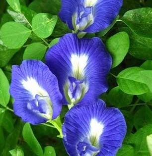 घरोघरी गोकर्णाचा वेल असायलाच हवा, कारण.... बघा गोकर्णाच्या फुलांचे ४ आरोग्यदायी फायदे