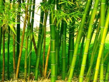 60 thousand bamboo trees on the river banks | नदीकाठावर लावणार ६० हजारांवर बांबूची झाडे