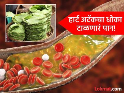 Chewing betel leaf empty stomach in the morning can control high cholesterol | सकाळी रिकाम्या पोटी चावून खा हे एक पान, कोलेस्ट्रॉल कंट्रोल होऊन हार्ट अटॅकचा धोकाही टळेल!