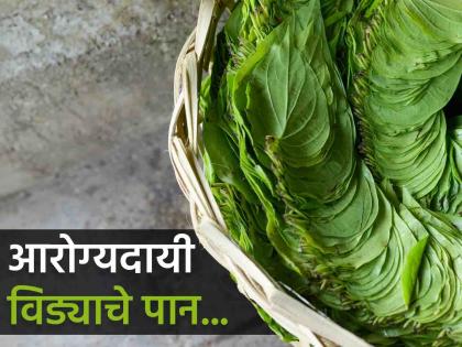 health tips of eating betel leaves help for cold and cough learn tremendous benefits from experts | विड्याचे पान खा, सर्दी-खोकला पळवा; आरोग्य, सौंदर्य वाढवण्यासाठी उपयुक्त, जाणून घ्या फायदे 