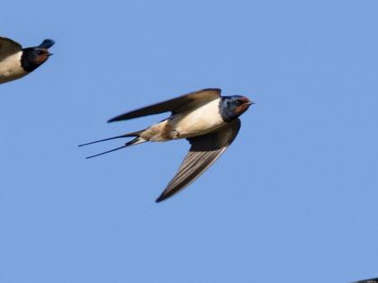 New virus? Stir in Russia! Mysterious death of thousands of birds | नवा व्हायरस? रशियामध्ये हडकंप! हजारो पक्ष्यांचा रहस्यमयी मृत्यू