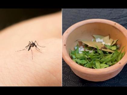 Home remedies to get rid of mosquitoes | डासांना पळवून लावण्याचे घरगुती उपाय, एकदा कराच मग बघा कमाल...