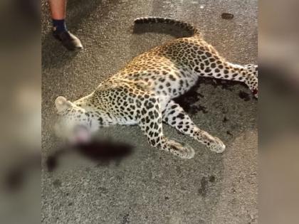 Leopard killed in collision with unknown vehicle; Incident near Mundipar | अज्ञात वाहनाच्या धडकेत बिबट्या ठार; मुंडीपार जवळील घटना