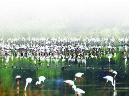 Increasing pollution, pest moorings threaten habitat of birds! | वाढते प्रदूषण, तलावांतील अस्वच्छतेमुळे पक्ष्यांचा अधिवास धोक्यात!