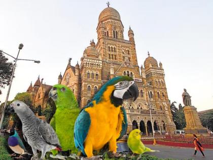 Mumbai Municipal Corporation will build a bird house Opportunity to see exotic birds | मुंबई महापालिका उभारणार पक्ष्यांचे घर; विदेशी प्रजातीचे पक्षी न्याहाळण्याची संधी