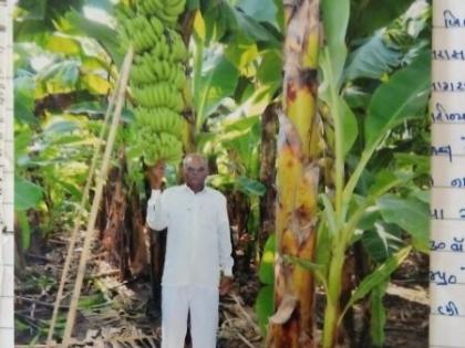 Flora banana garden in Wahe village of Bhadgaon taluka | भडगाव तालुक्यातील वाक येथील शेतकऱ्याने फुलवली केळीची बाग