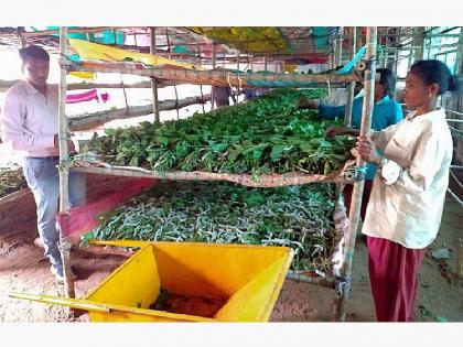 Farmer from Chargaon discovered a way of progress through silk farming | रेशीम शेतीतून चारगावच्या शेतकऱ्याने शोधला प्रगतीचा मार्ग