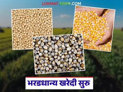 पणन महासंघामार्फत शासकीय केंद्रांवर मका, बाजरी अन् ज्वारी खरेदी सुरु; नोंदणी ऑफलाईनच होणार