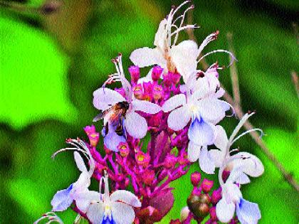 Phultey second 'Kas' on the Western Ghats plateau | पश्चिम घाटाच्या पठारावर फुलतेय दुसरे ‘कास’