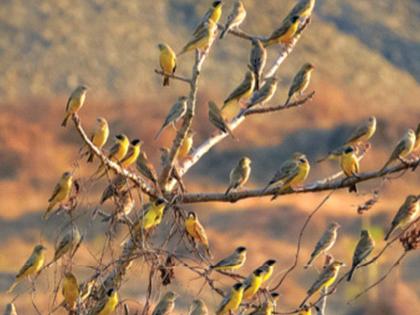 bharit birds arrived in Mangaon | माणगावमध्ये दाखल झाले भारीट पक्षी