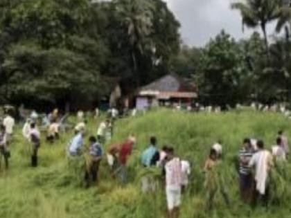 Commencement of collective paddy harvesting at Otwane in Sindhudurg district | नव्याच्या तोरणाचा साज; सिंधुदुर्ग जिल्ह्यातील ओटवणे येथे सामूहिक भात कापणीचा शुभारंभ, नेमकी प्रथा काय.. वाचा