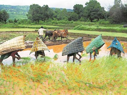 Kharif agriculture in danger in Trimbakeshwar taluka | त्र्यंबकेश्वर तालुक्यात खरीप शेती धोक्यात