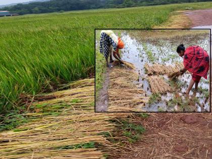 Heavy loss of rice crops in Ratnagiri district due to rain | पावसामुळे भात खाचरे तुडूंब भरली, हाताला आलेली पिकं हिरावली