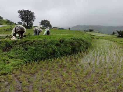 Relief to the rice crop! Arrival of rain in tribal belt of Malshej pune latest news | भात पिकाला दिलासा! माळशेजच्या आदिवासी पट्ट्यात पावसाचे आगमन