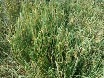 Farmers hit by return rains, damage to paddy cultivation | भिवंडीत परतीच्या पावसामुळे भात शेती धोक्यात; शेतकरी हवालदिल 