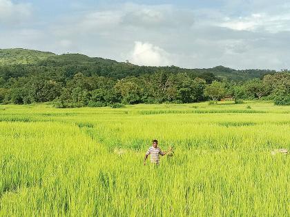 Risk of paddy cultivation due to inclement weather | लहरी हवामानामुळे भातशेतीला धोका