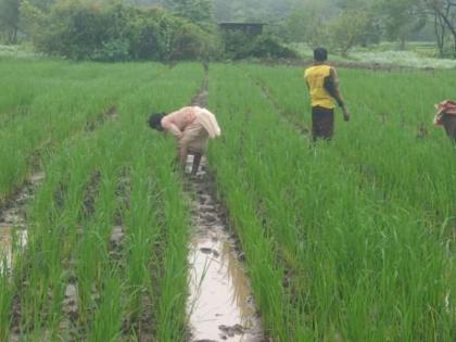 due to quality rice crop of saguna rice cultivation of lavani in thane district is on the brink of expiration | सगुणाच्या दर्जेदार भात पिकामुळे ठाणे जिल्ह्यातील लावणीची भातशेती कालबाह्यच्या उंबरठ्यावर!