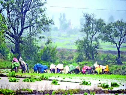 Speed ​​of cultivation of rice in Igatpuri taluka | इगतपुरी तालुक्यात भात लागवडीला वेग