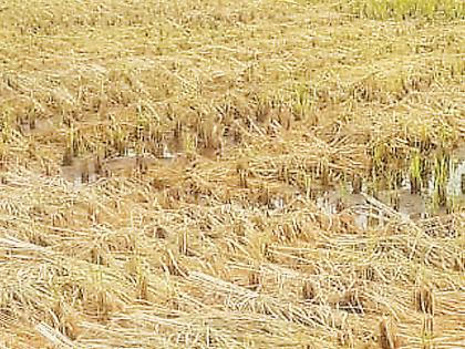 Five crore paddy cultivation in the district | जिल्ह्यात पाच कोटींची भातखरेदी