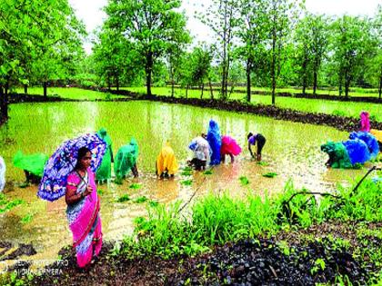 Breakfast and lunch in rice farming | न्याहारी आणि दोन वेळचे भोजनही, धन्यापेक्षा मजुरांचा थाट लय भारी