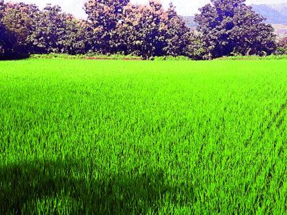  Rice crop yields due to satisfactory rains | समाधानकारक पावसामुळे भाताचे पीक जोमात