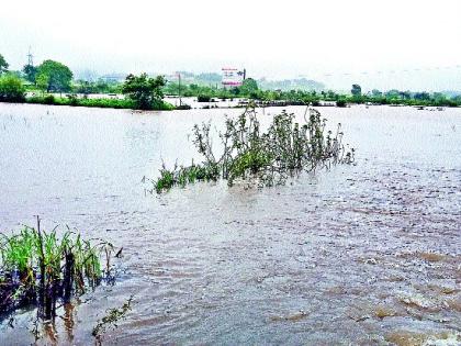 Rice paddy under water | भातशेती पाण्याखाली