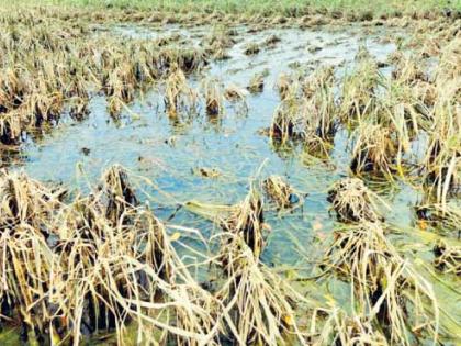 In the rain water, agriculture was carried away and Baliraja in Banda area was in crisis | पावसाच्या पाण्यात शेती गेली वाहून, बांदा परिसरातील बळीराजा संकटात