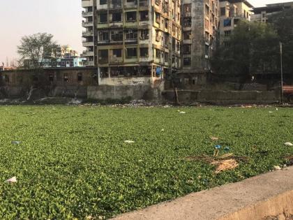 Neglect of the system to clean the Kamwari River in Bhiwandi; The river is full of green algae | भिवंडीतील कामवारी नदीच्या स्वच्छतेकडे यंत्रणेचे दुर्लक्ष; नदीला हिरव्या जलपर्णीचा विळखा