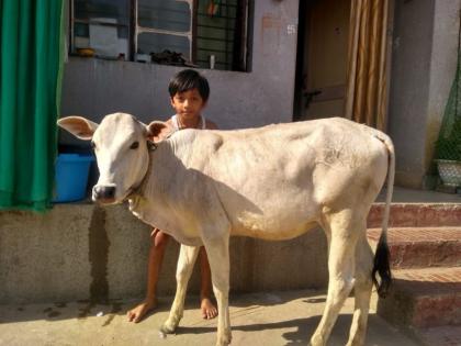 She was a goat ... She left Pran on the eastern side of the hive | एक होती गोमाता...पोळ्याच्या पूर्वेलाचं तिने सोडला प्राण